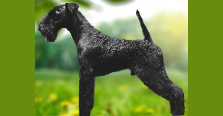 Glacieridge Black Label, a Lakeland Terrier tested with EmbarkVet.com