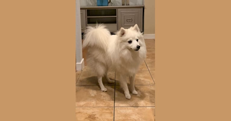 Photo of Osso, an American Eskimo Dog  in Texas, USA