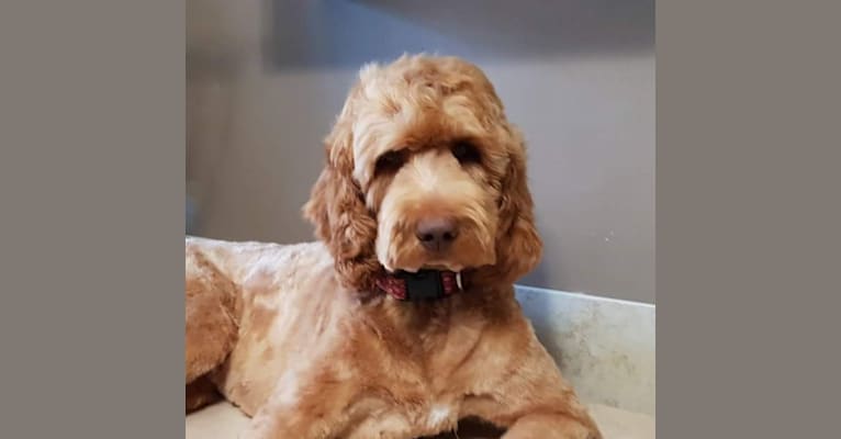 Willow, a Goldendoodle tested with EmbarkVet.com