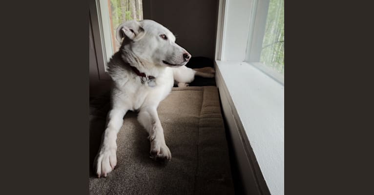 Scout, a Siberian Husky and German Shepherd Dog mix tested with EmbarkVet.com