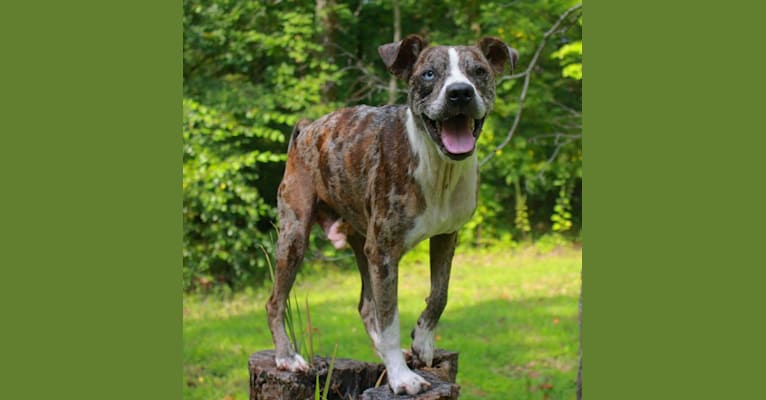 Hammer, a Boston Terrier and Australian Cattle Dog mix tested with EmbarkVet.com