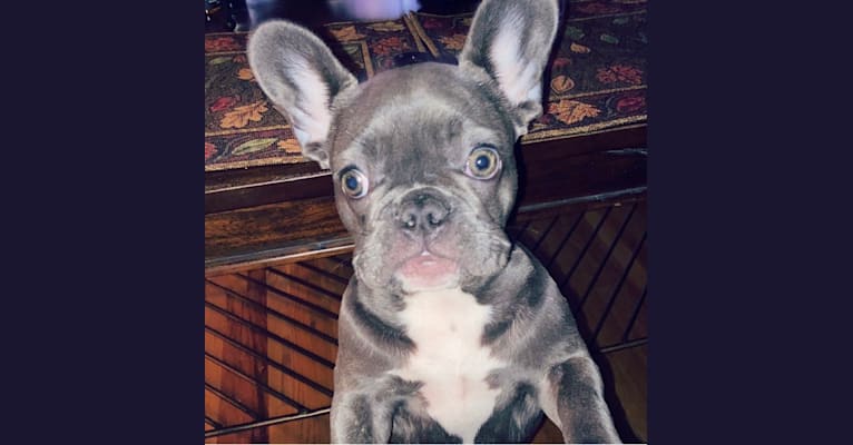 Graycie Mae, a French Bulldog tested with EmbarkVet.com
