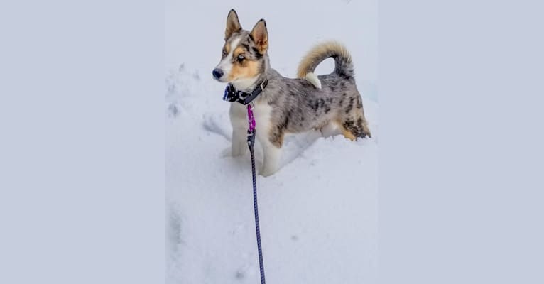 Mika, a Siberian Husky and Boxer mix tested with EmbarkVet.com