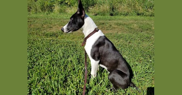 embark dog dna test breed