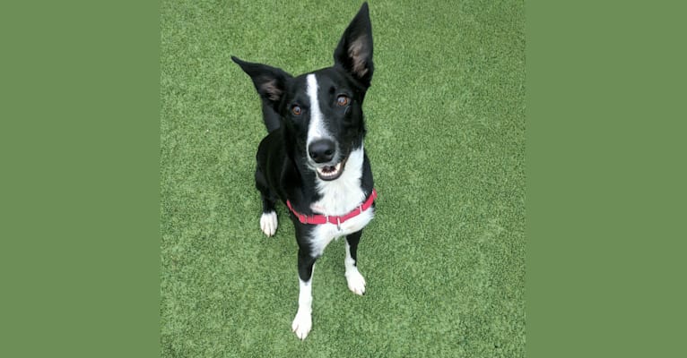 Embark Dog DNA Test Breed