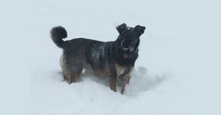 Tilly, a Norwegian Elkhound and Labrador Retriever mix tested with EmbarkVet.com