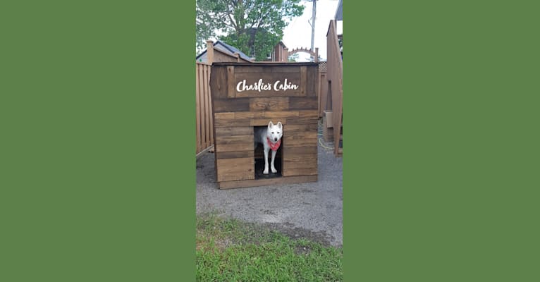 Photo of Charlie, an Alaskan-type Husky  in Quebec, Canada