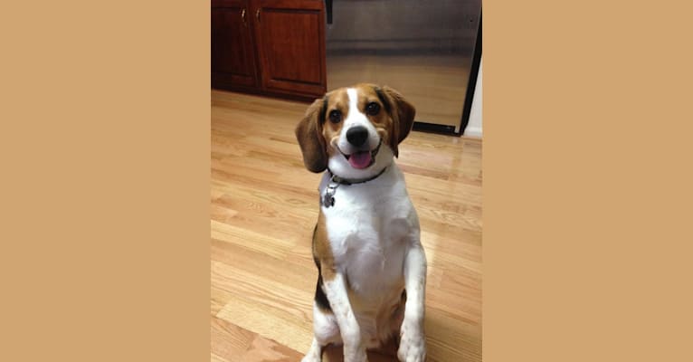 Happy, a Beagle tested with EmbarkVet.com