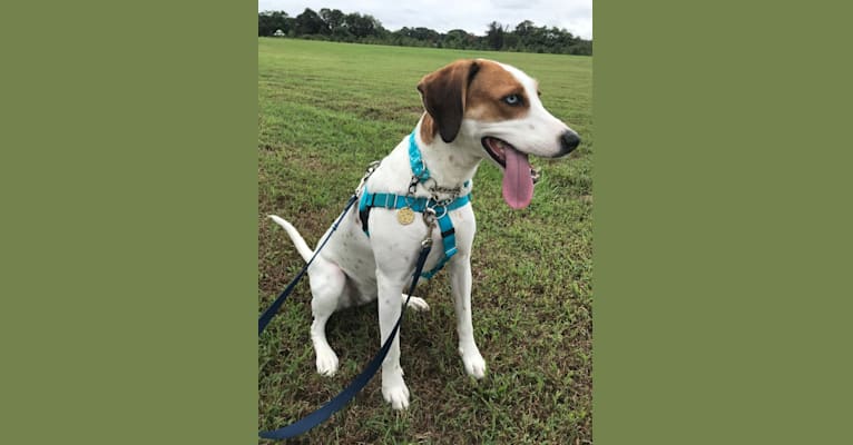 Luna, a Treeing Walker Coonhound and American Foxhound mix tested with EmbarkVet.com