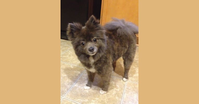 Pomeranian ewok best sale