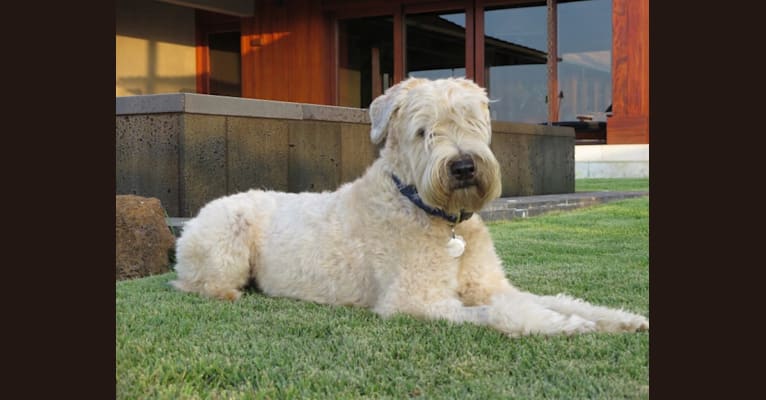 Morgan, a Soft Coated Wheaten Terrier tested with EmbarkVet.com