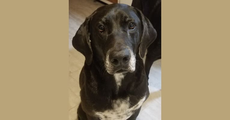 Happy, a Labrador Retriever and Bluetick Coonhound mix tested with EmbarkVet.com