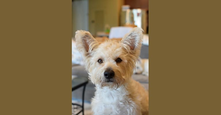 Winston, a Yorkshire Terrier and Russell-type Terrier mix tested with EmbarkVet.com