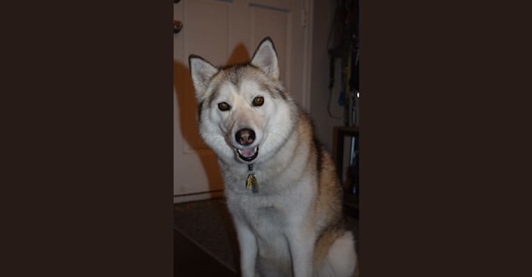 Myrah, a Siberian Husky and Alaskan Malamute mix tested with EmbarkVet.com