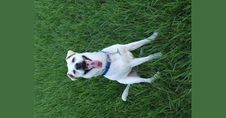 Recon, a Staffordshire Terrier and Labrador Retriever mix tested with EmbarkVet.com