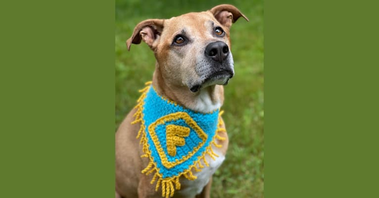 Photo of Ferb, an American Pit Bull Terrier, German Shepherd Dog, and Mixed mix in New York, USA