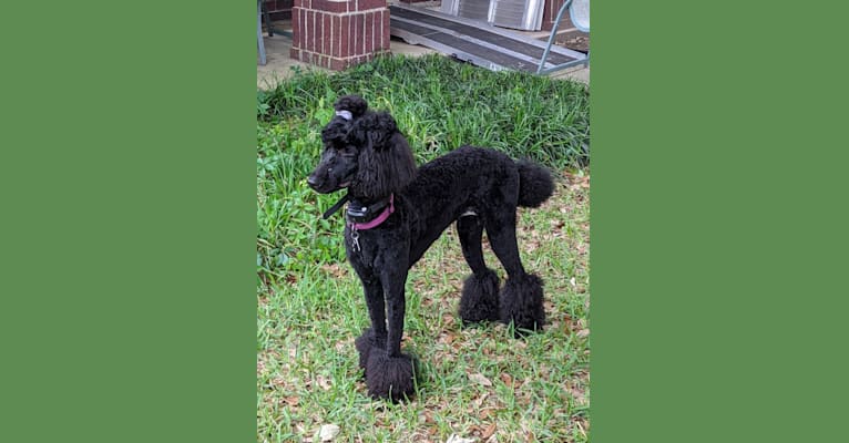 Photo of ABC's Baby Raven, a Poodle (Standard)  in Spring, Texas, USA