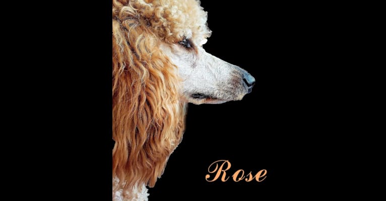 Rose, a Poodle (Standard) tested with EmbarkVet.com