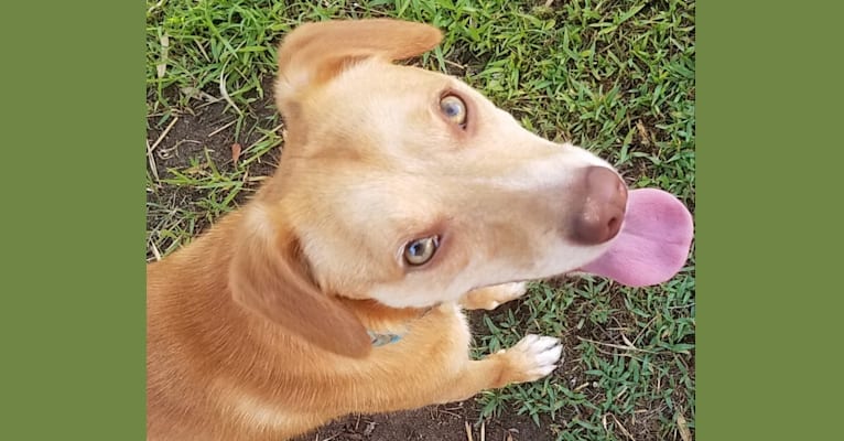 Photo of Beau, a Chihuahua, Pomeranian, Poodle (Small), American Pit Bull Terrier, and Mixed mix in San Diego, California, USA
