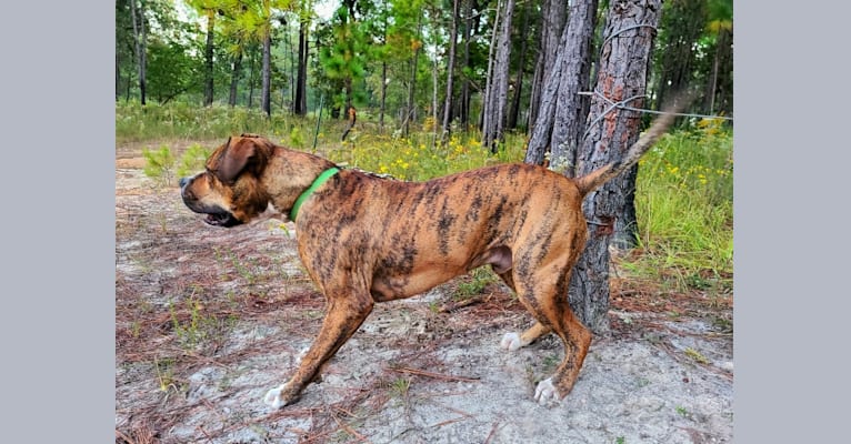 Photo of Trip, an American Bulldog 