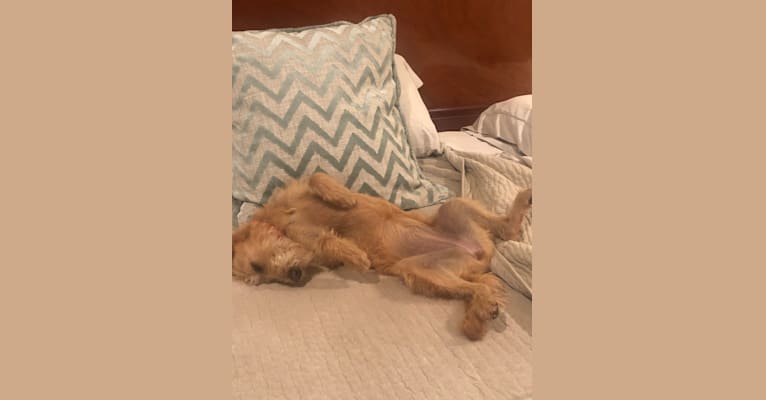 Luna, a Labradoodle tested with EmbarkVet.com