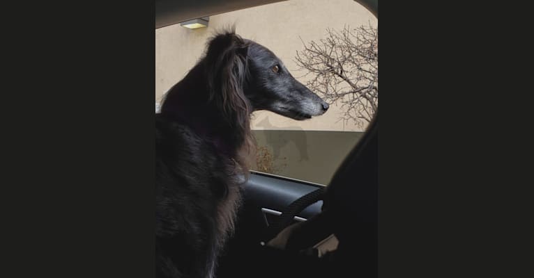 Photo of Maestro, a Silken Windhound  in Texas, USA