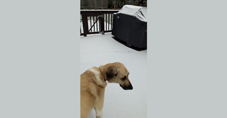 Willie, an Anatolian Shepherd Dog and Great Pyrenees mix tested with EmbarkVet.com