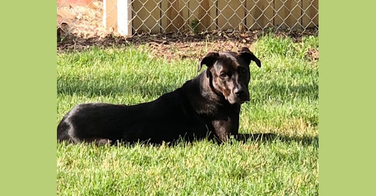 Axel, a Staffordshire Terrier and Rottweiler mix tested with EmbarkVet.com