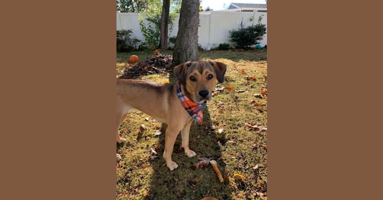 Photo of Pretzel, a Beagle and Golden Retriever mix in Louisiana, USA