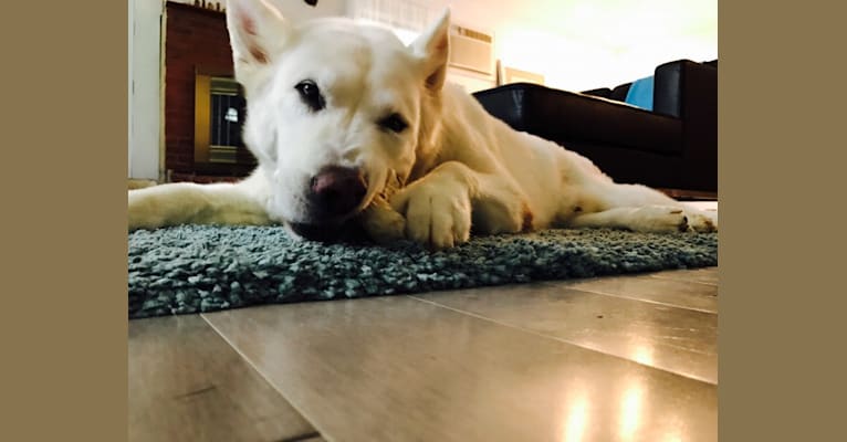 Nanuk, a Siberian Husky and German Shepherd Dog mix tested with EmbarkVet.com