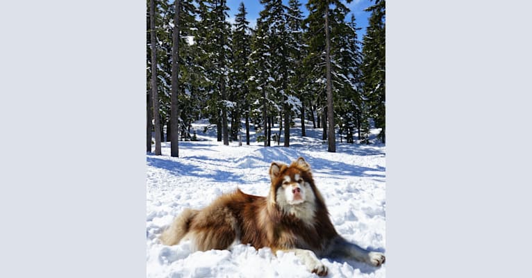 Photo of Mayhem, an Alaskan Malamute and Siberian Husky mix