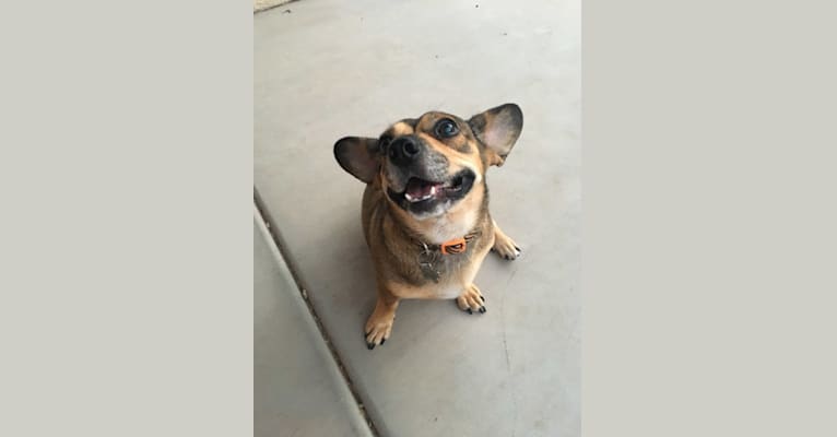 Phoebe, a Chihuahua and Yorkshire Terrier mix tested with EmbarkVet.com