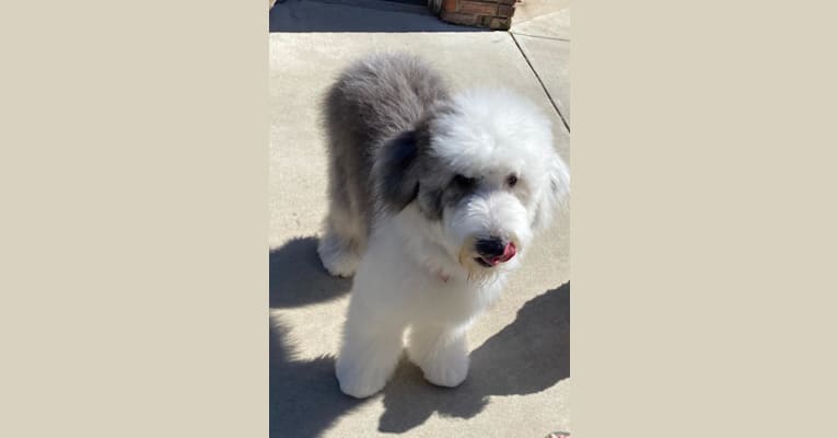 LUCY, an Old English Sheepdog tested with EmbarkVet.com