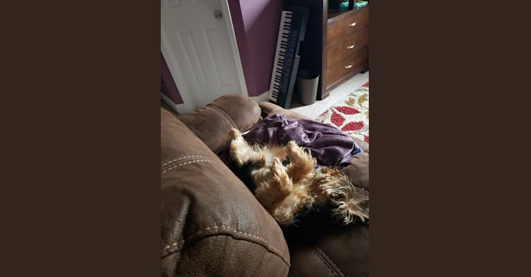 Leia, a Yorkshire Terrier tested with EmbarkVet.com