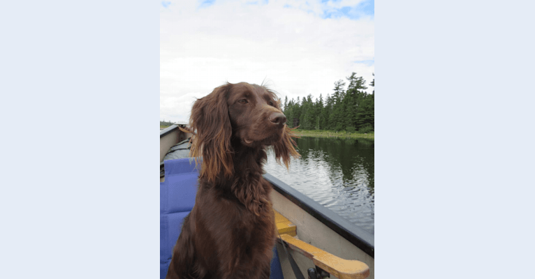 Luna, a Boykin Spaniel and Golden Retriever mix tested with EmbarkVet.com