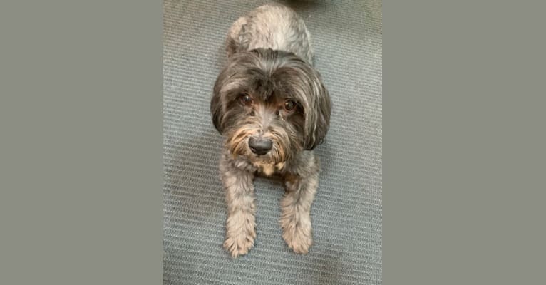 Baxter, a Shih Tzu and Poodle (Small) mix tested with EmbarkVet.com