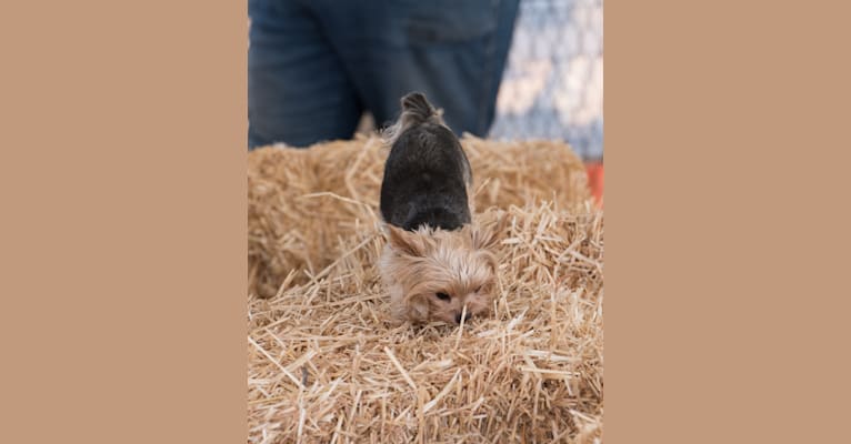Bea, a Yorkshire Terrier tested with EmbarkVet.com
