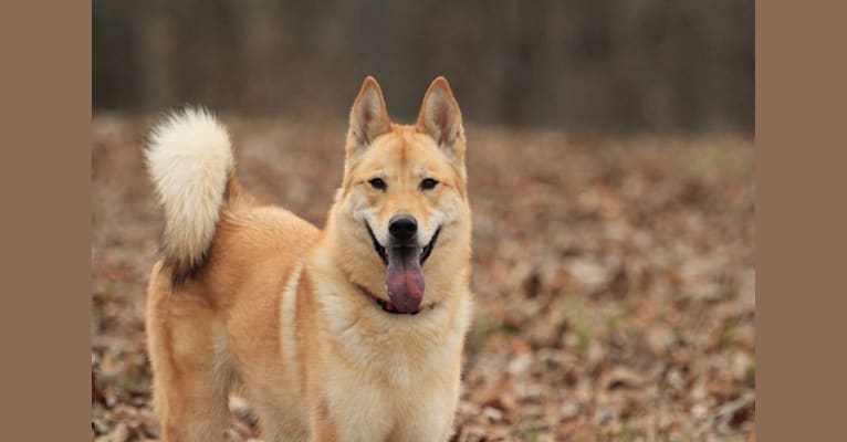 Tigger, a German Shepherd Dog and Chow Chow mix tested with EmbarkVet.com