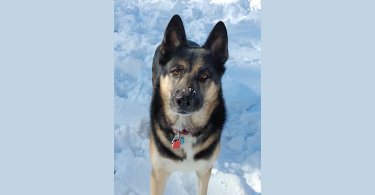 Percy, a German Shepherd Dog and Siberian Husky mix tested with EmbarkVet.com