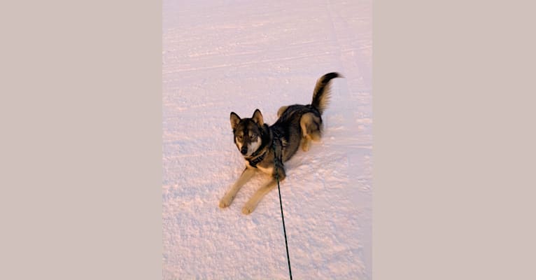 Ezekiel, a Siberian Husky tested with EmbarkVet.com