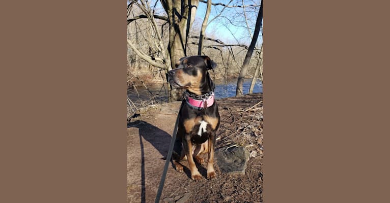 Photo of Kailee, an American Pit Bull Terrier, Rottweiler, and American Staffordshire Terrier mix in Brooklyn, NY, USA