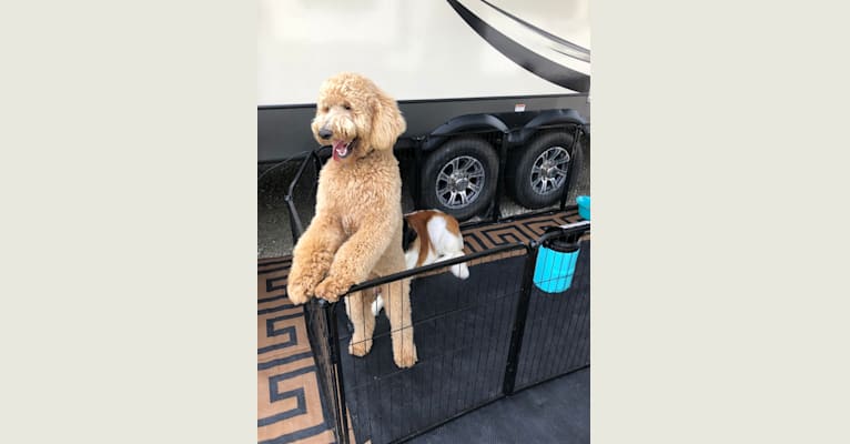 Photo of Copper, a Poodle (Standard)  in Milwaukee, Wisconsin, USA