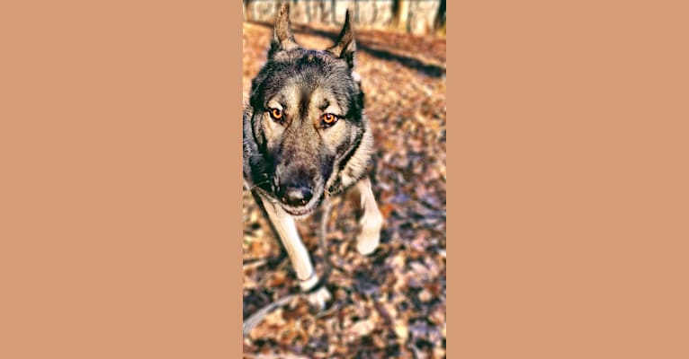 Tundra, a German Shepherd Dog and Great Pyrenees mix tested with EmbarkVet.com