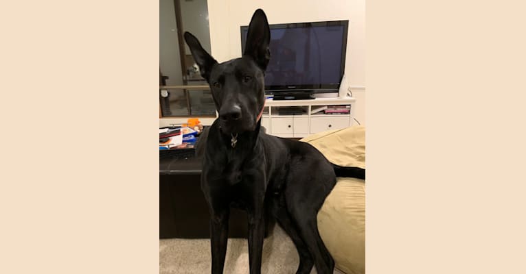 Bruce, a German Shepherd Dog and Great Dane mix tested with EmbarkVet.com