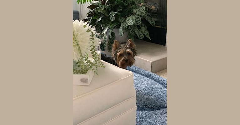 Prissy, a Silky Terrier tested with EmbarkVet.com
