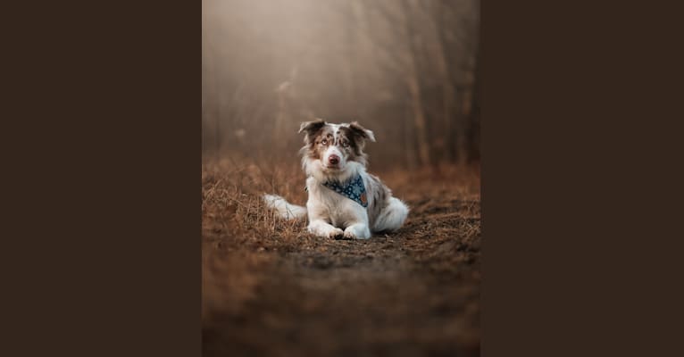 Spurs N Ashes, a Border Collie tested with EmbarkVet.com