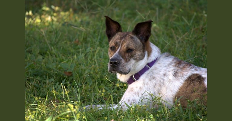 Peanut, a Chow Chow and Rottweiler mix tested with EmbarkVet.com