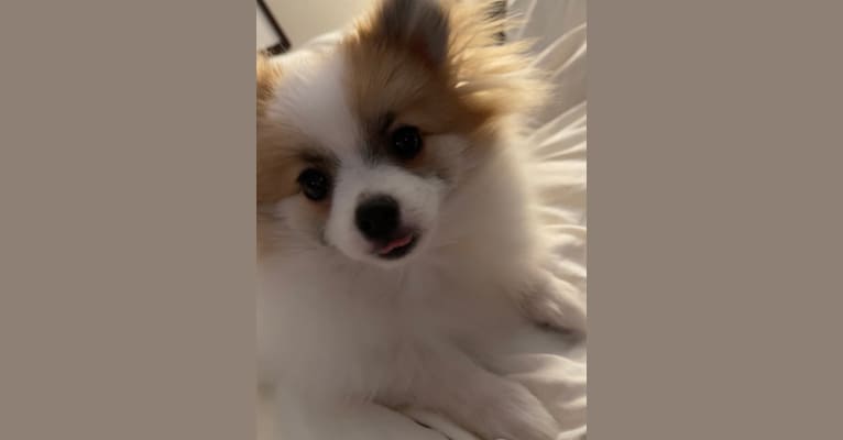 Eleanor, a Pomeranian tested with EmbarkVet.com
