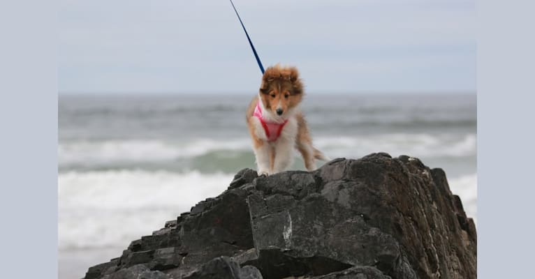 Rainy, a Shetland Sheepdog tested with EmbarkVet.com
