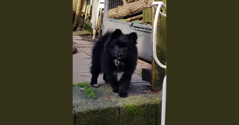 Kira, a Pomeranian and German Spitz mix tested with EmbarkVet.com